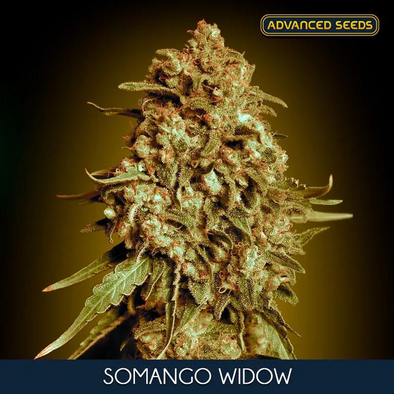 Somango Widow