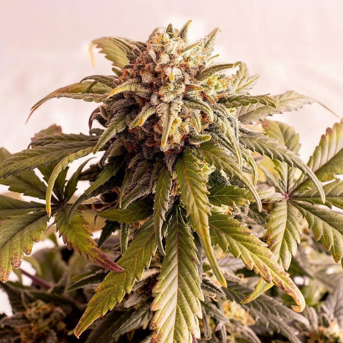 Speedy Boom Auto