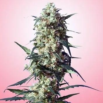 Spliff's Strawberry