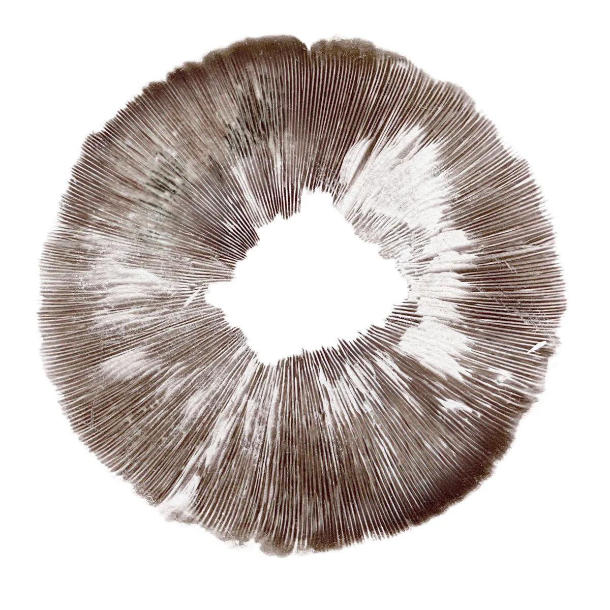 Wysiew zarodników Psilocybe cubensis Amazonas