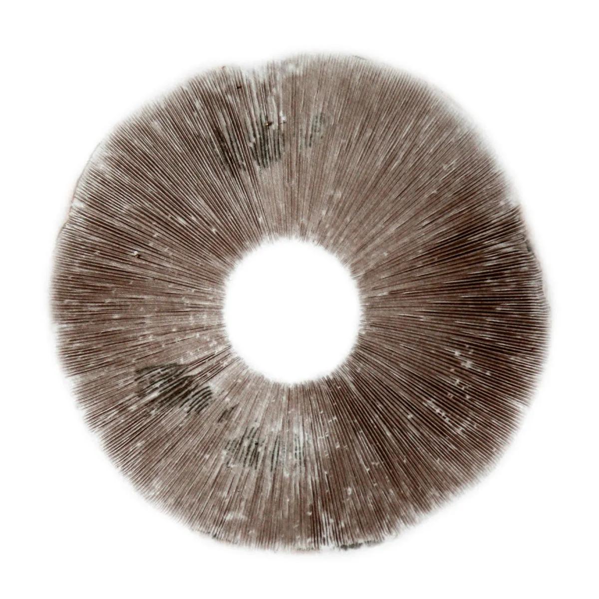Wysiew zarodników Psilocybe Cubensis B+