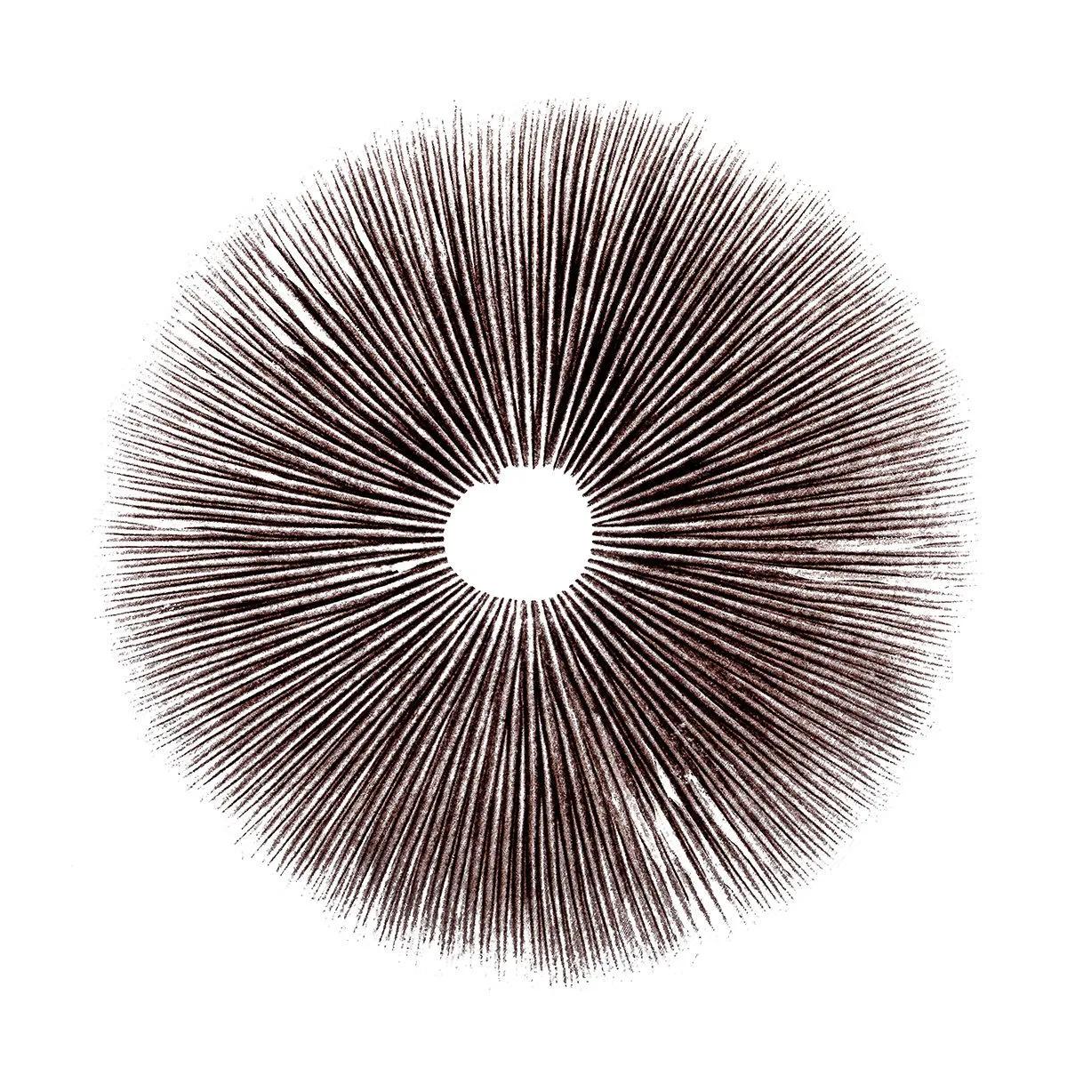 Wysiew zarodników Psilocybe Cubensis Ecuador