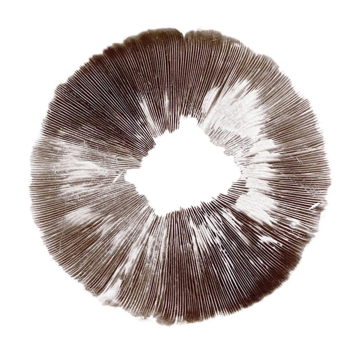 Wysiew zarodników Psilocybe cubensis McKennaii