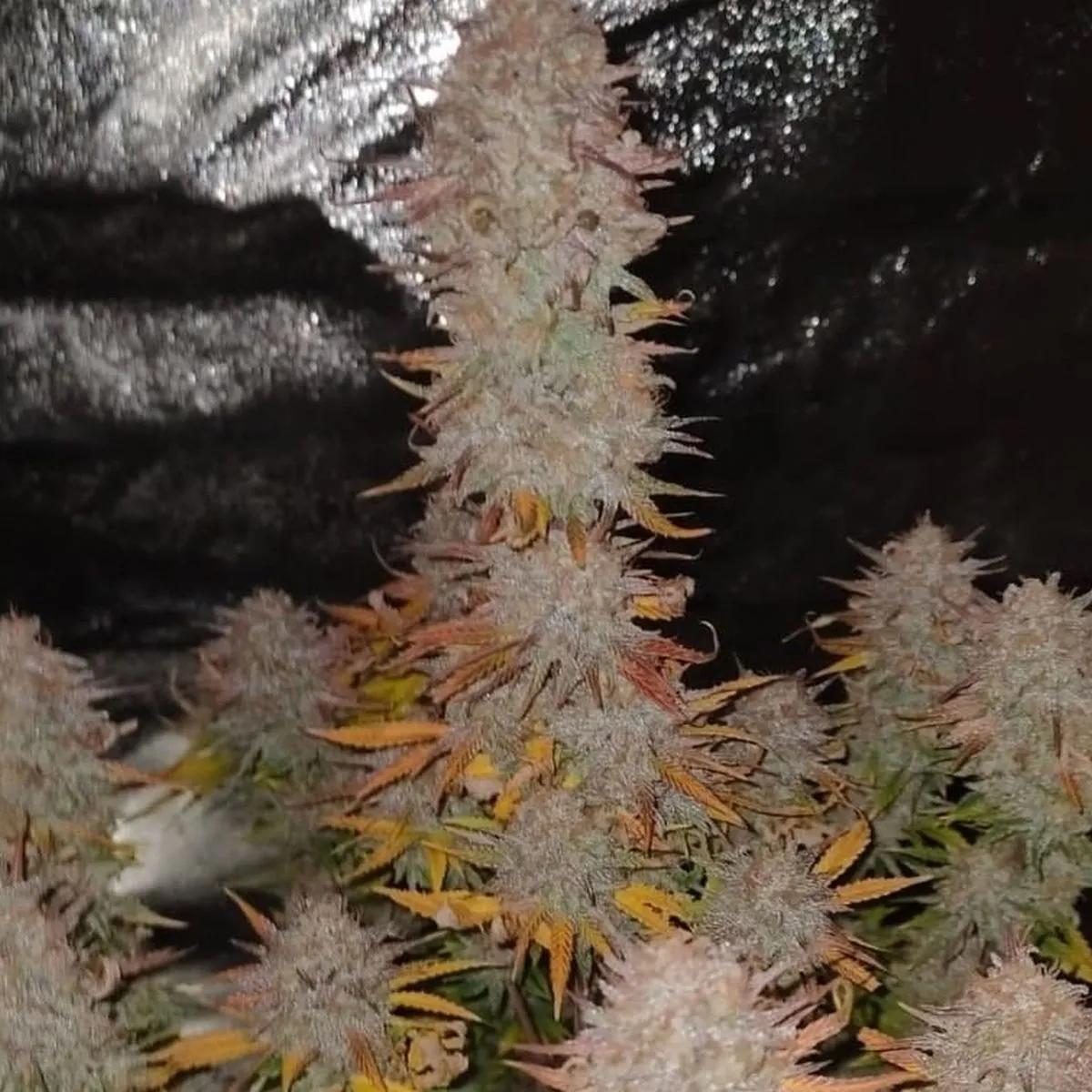 Sticky Gorilla 4