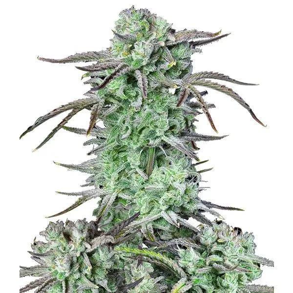Strawberry Banana