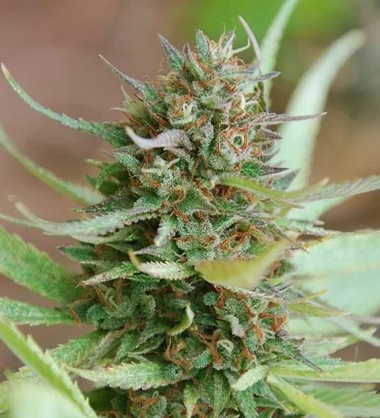 Strawberry Blue