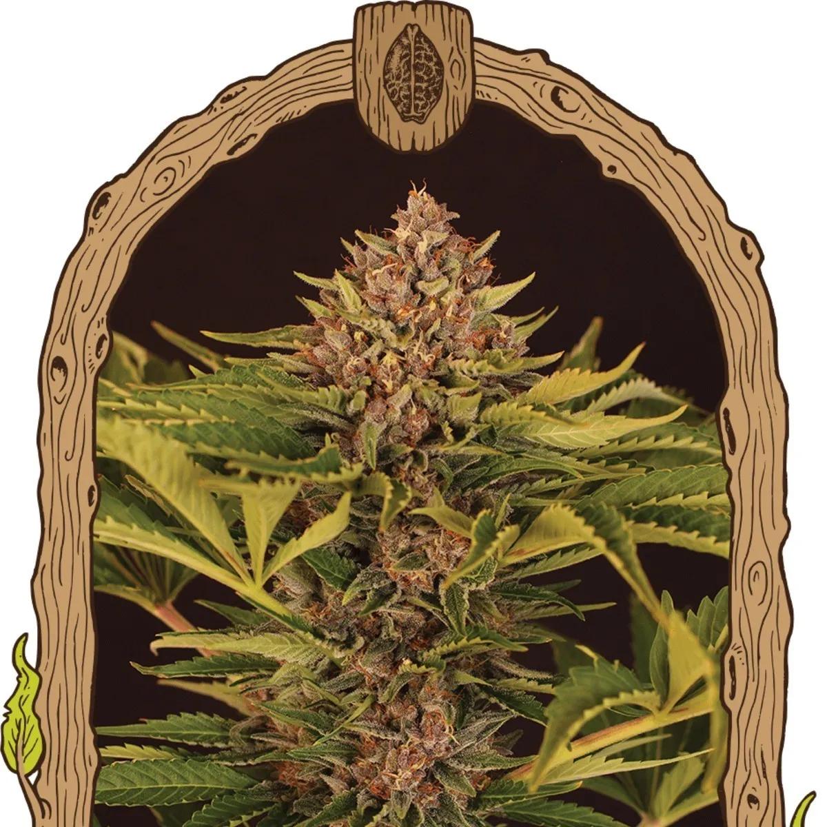 Strawberry Cola Auto