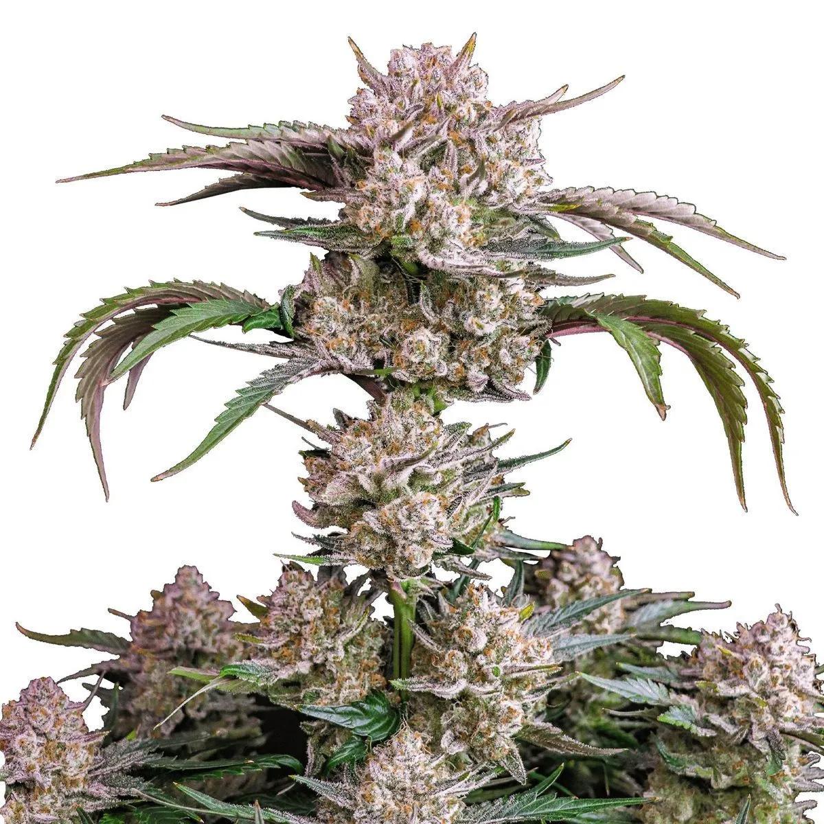 Strawberry Gorilla