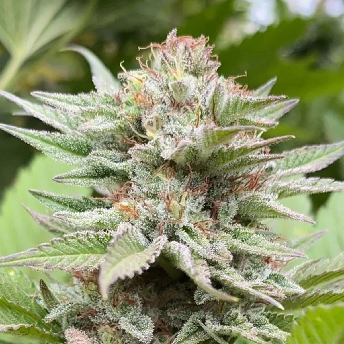 Strawberry Haze