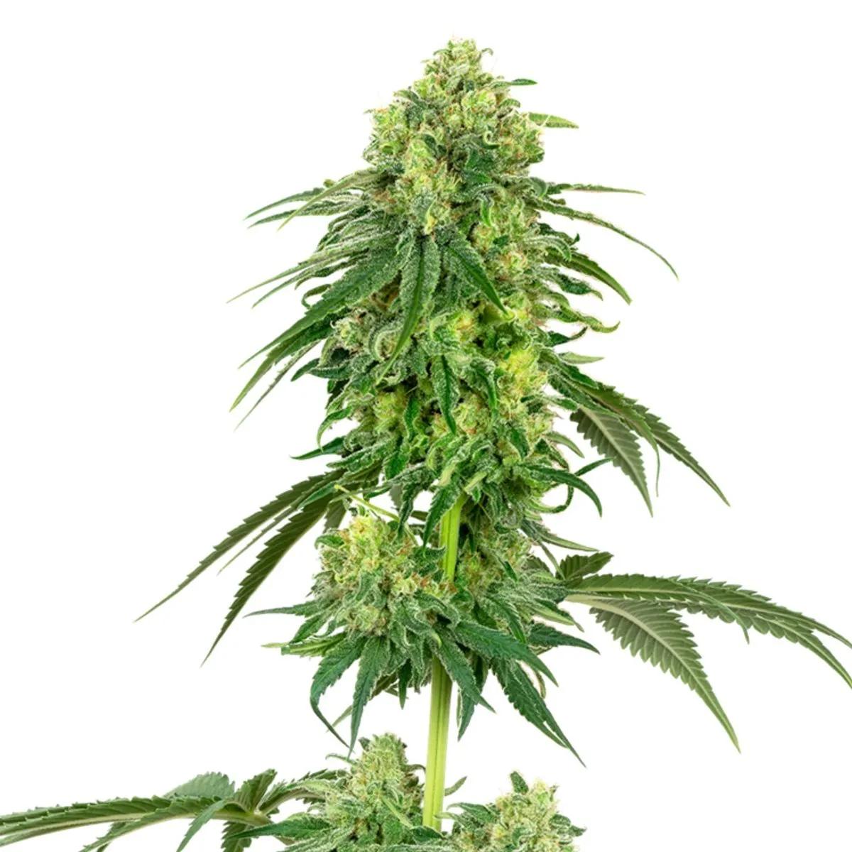 Strawberry Kush
