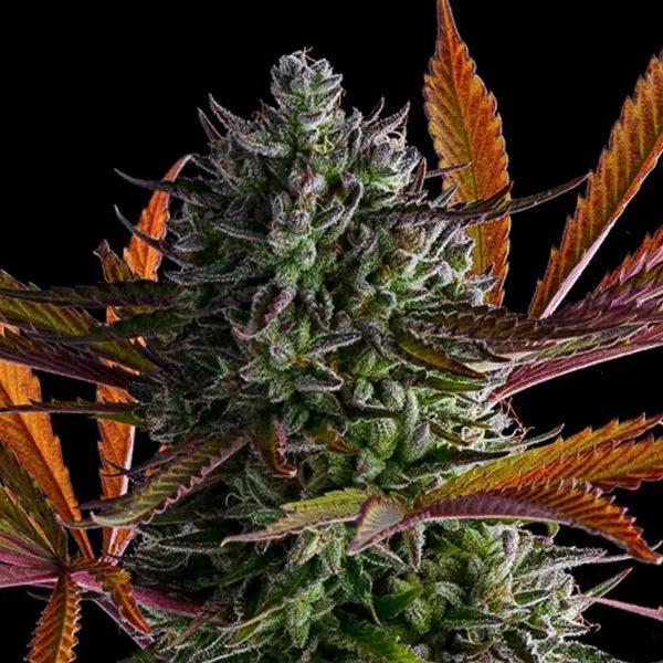 Strawberry Pop Rocks