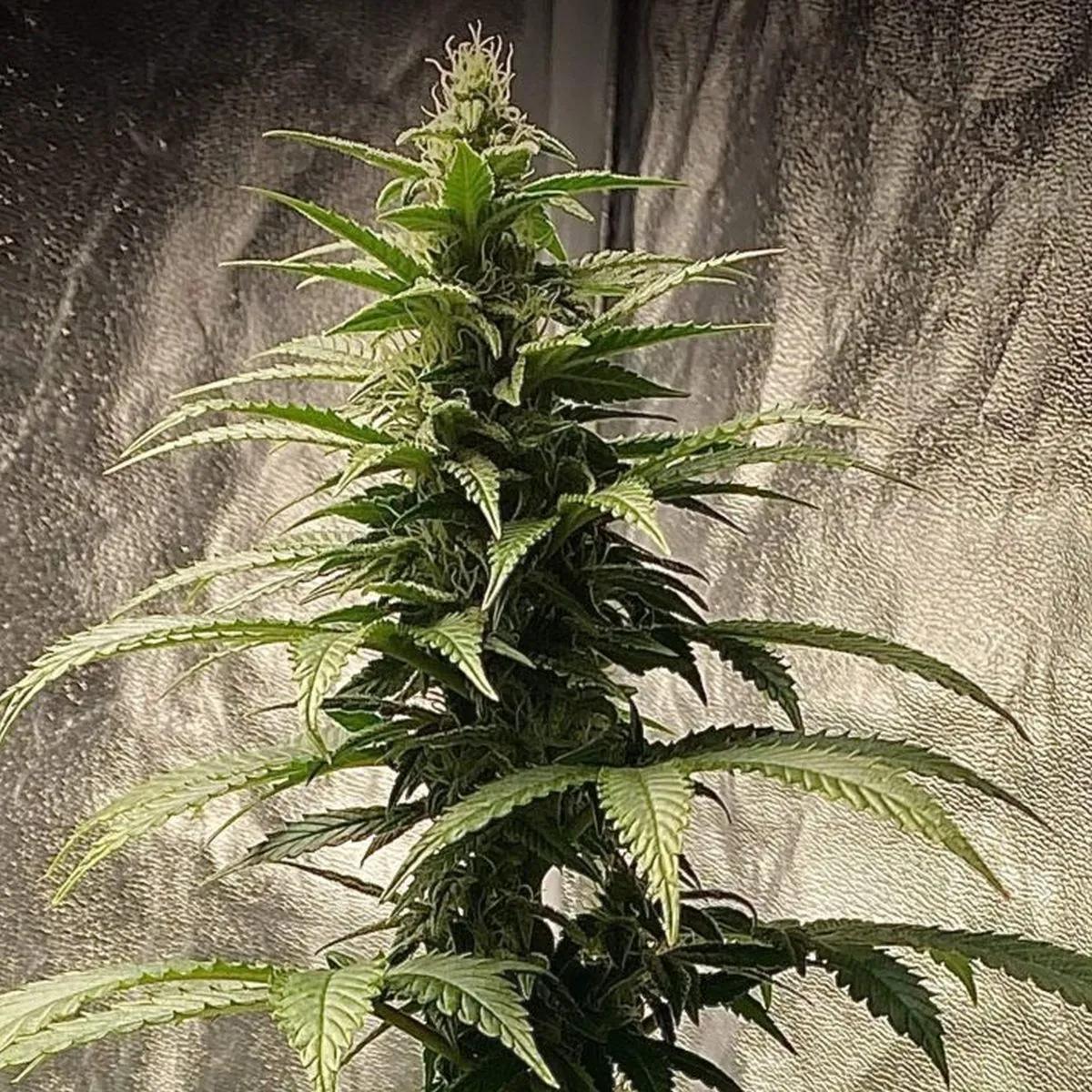 Strawberry Shortcake