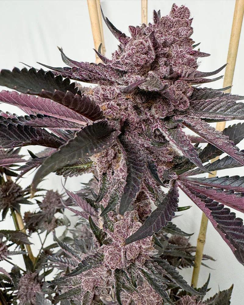 Strawmata