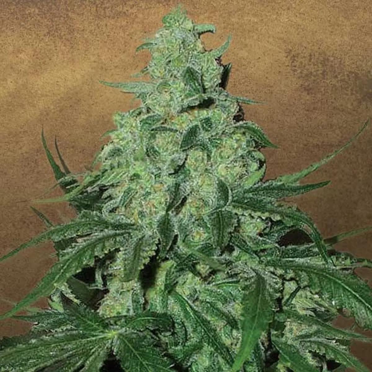Super Skunk