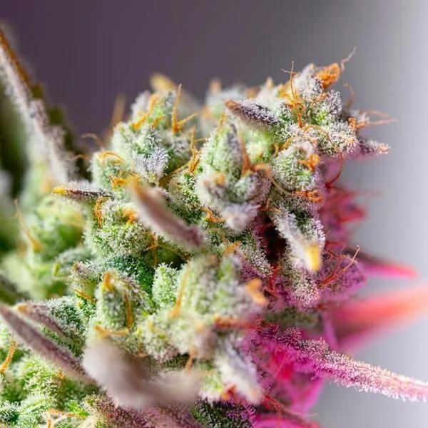 Sweet Mimosa XL