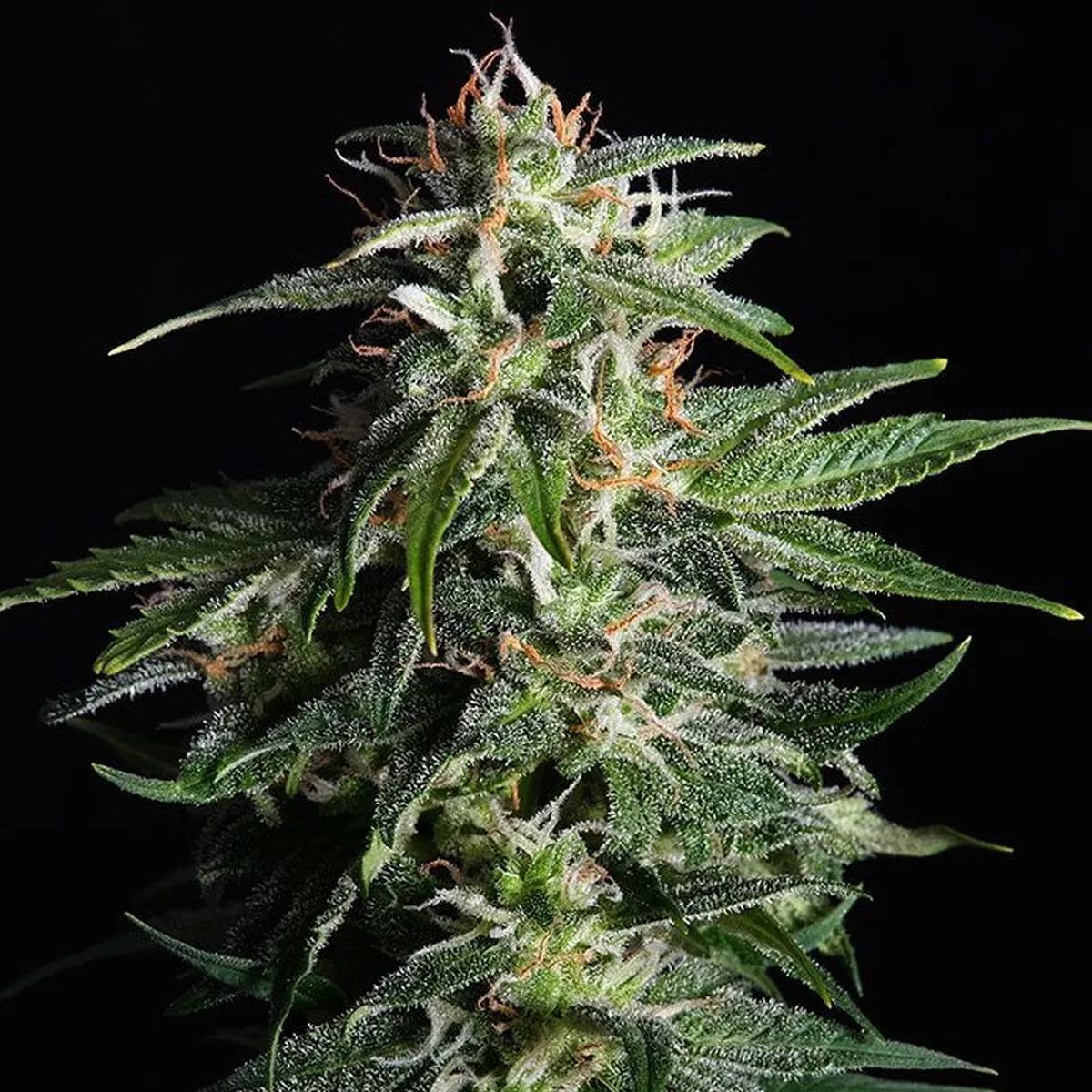 Swiss Dream Auto CBD
