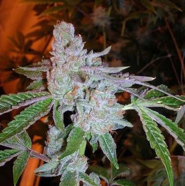 Tahoe OG Kush