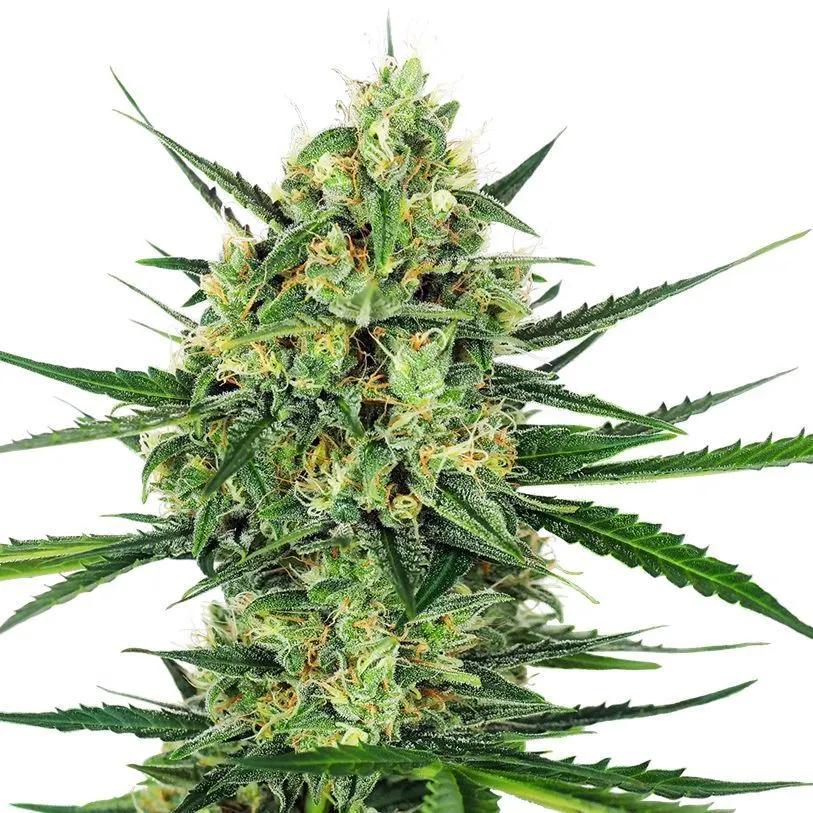 Tangerine Sugar