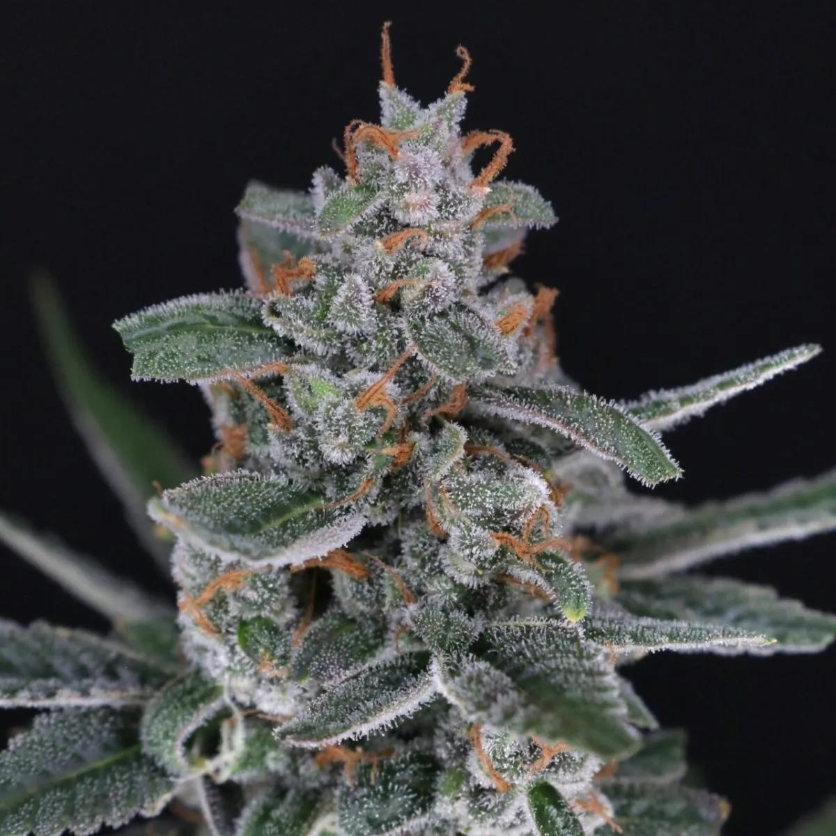 Tri-Whip Kush