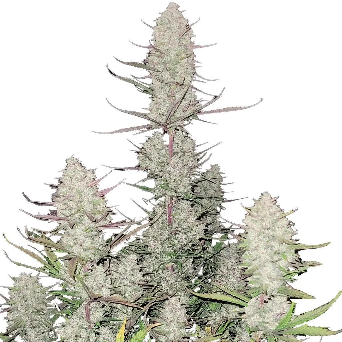 Tropicana Cookies
