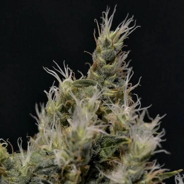 Vanilla Haze