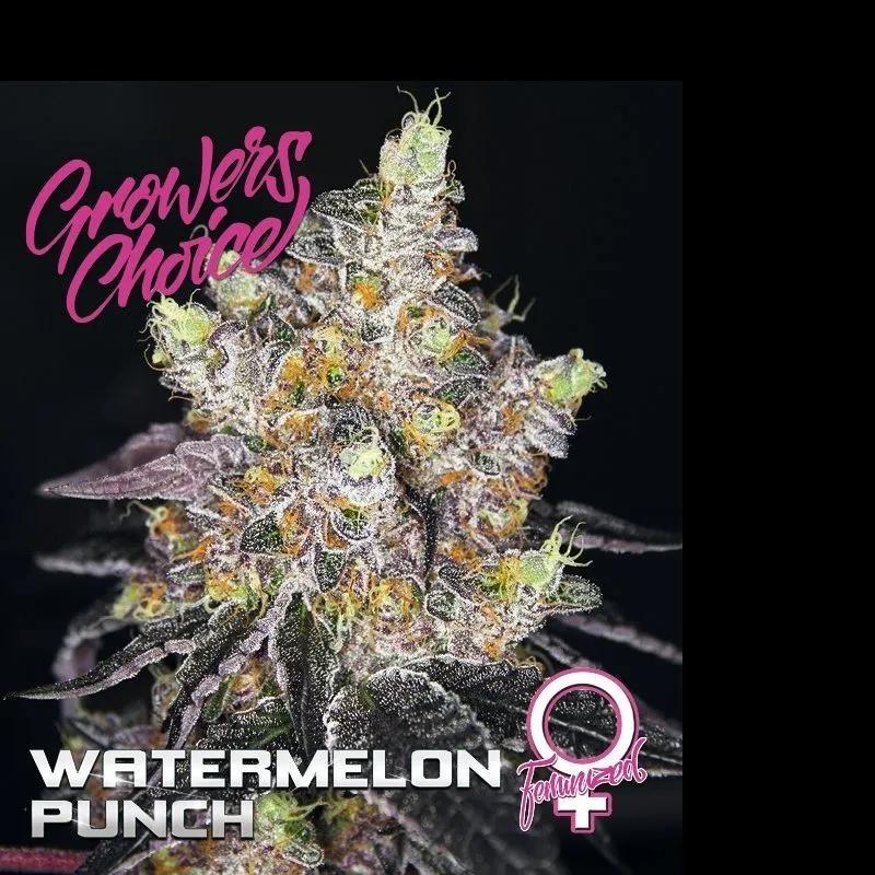 Watermelon Punch