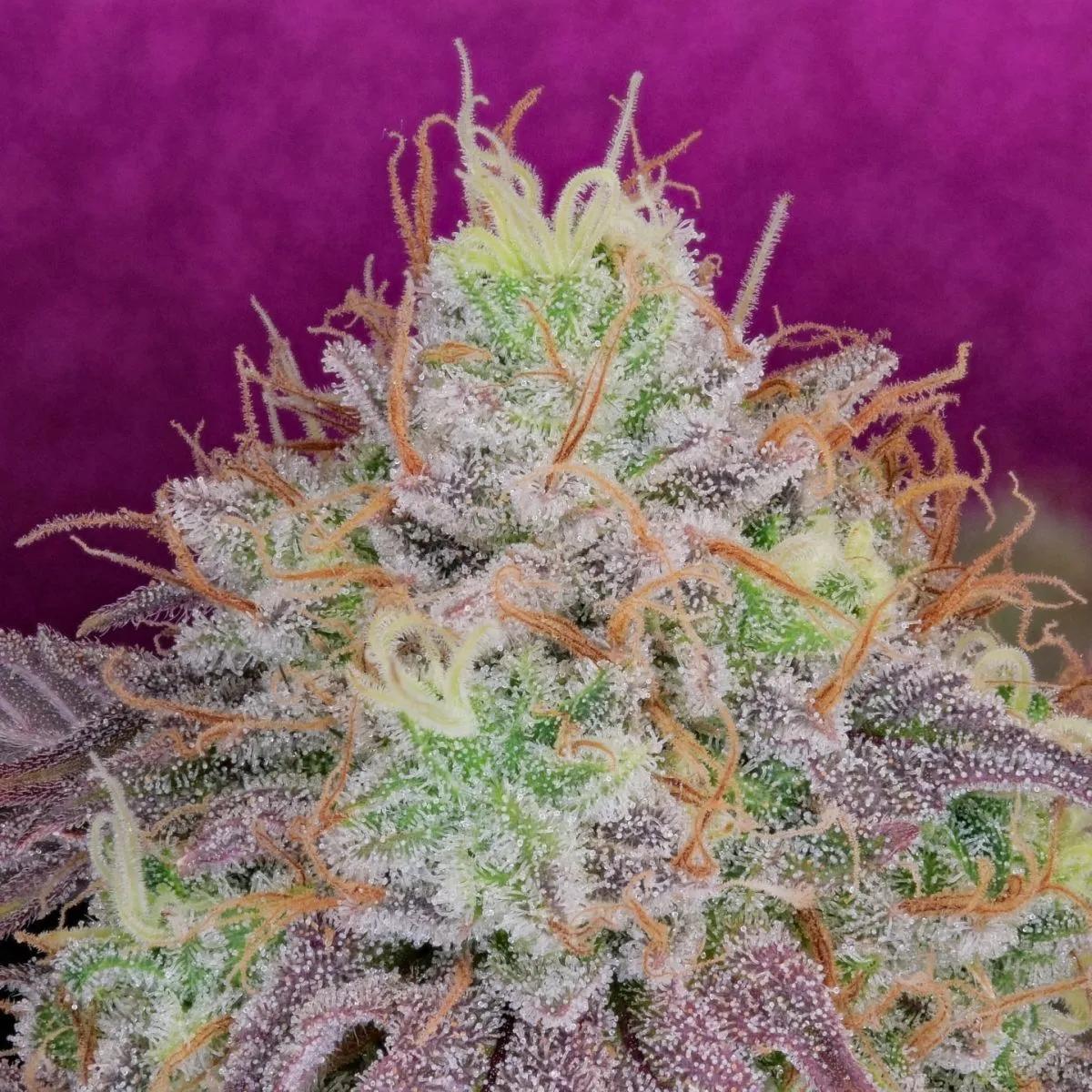 Watermelon Zkittlez