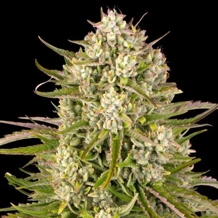 Wedding Cake Auto
