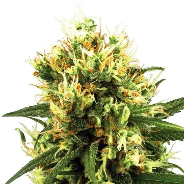 White Haze Autoflower