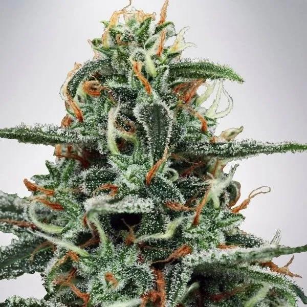 White Widow