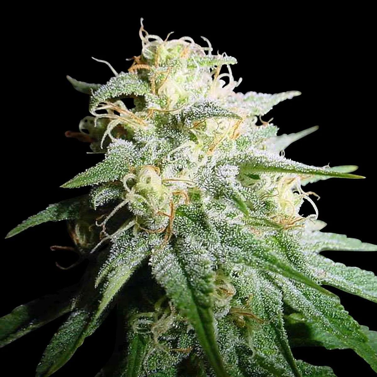 White Widow