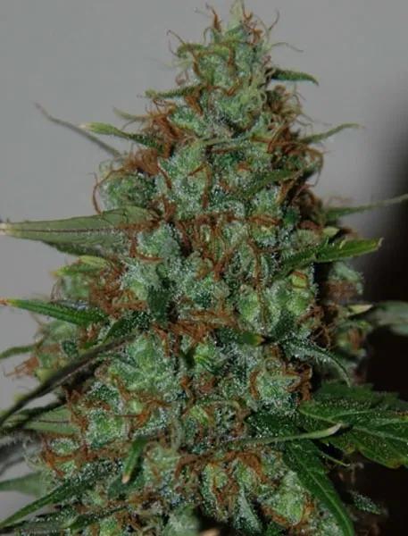 Wild Thailand Ryder Autoflower