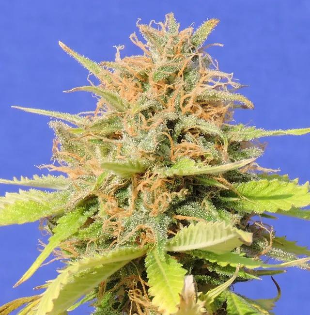 Zkittlez Auto
