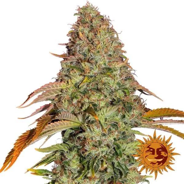 Zkittlez OG Auto
