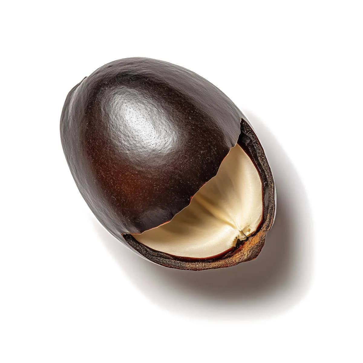 Nasiona African Dream (Entada rheedii)