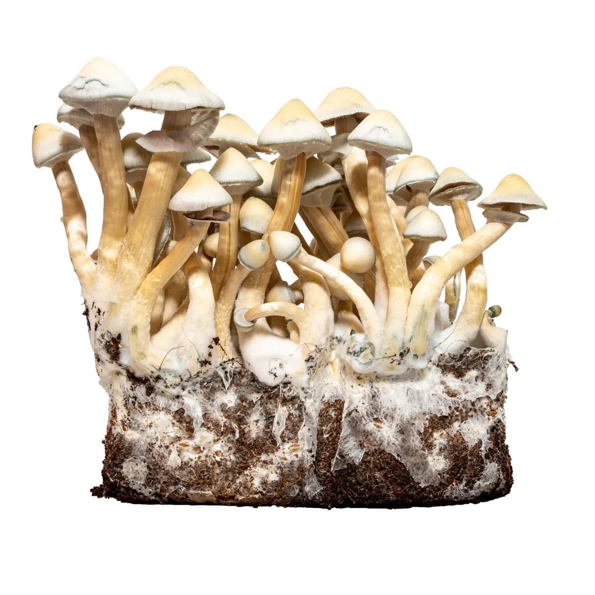 Strzykawka z żywą kulturą Albino A+ (Acid Shroomz)