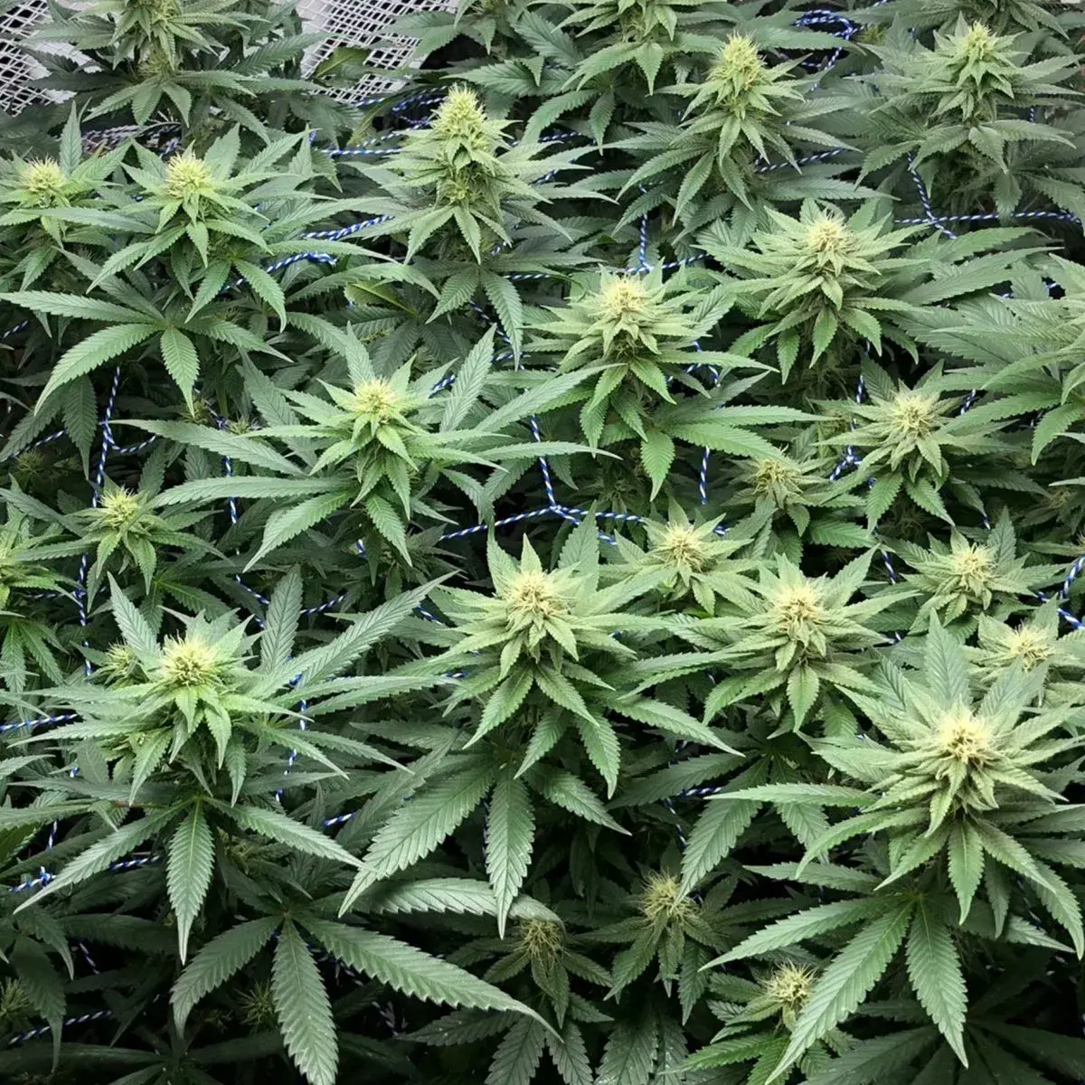 Amazing Haze
