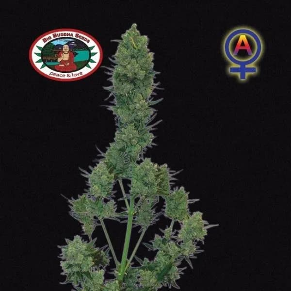 Blue Cheese Autoflower