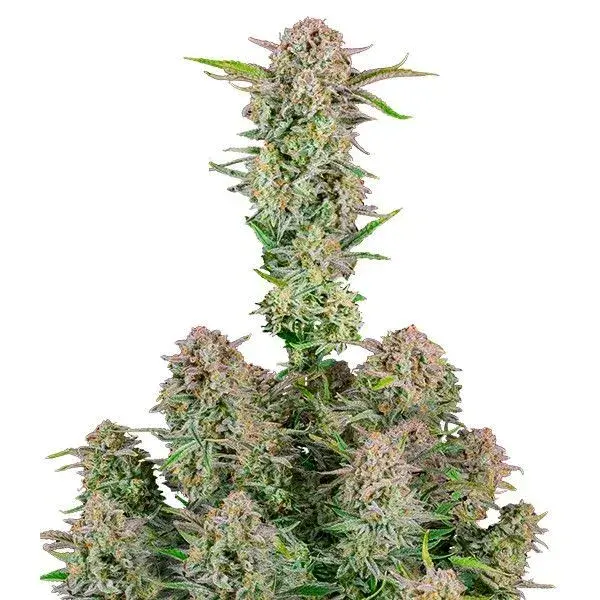 Bruce Banner