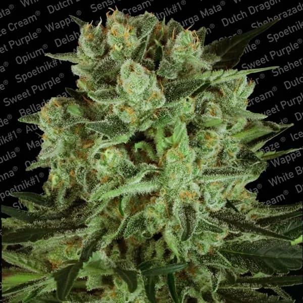 Durga Mata II CBD