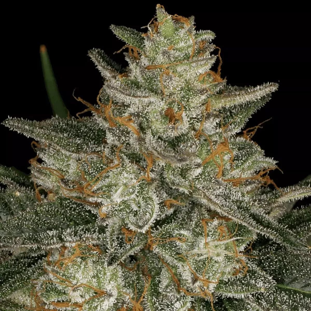 Dutch Kush