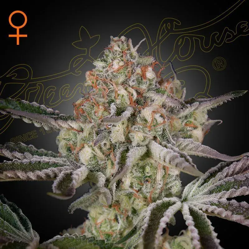 Great White Shark