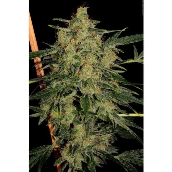 Nebula II CBD