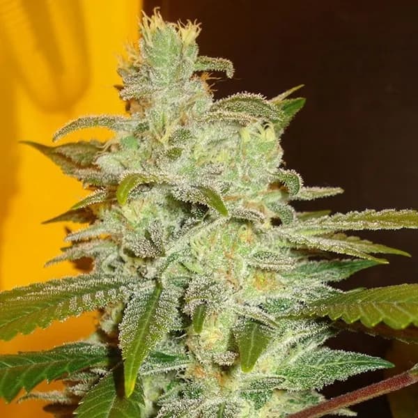 Northern Lights