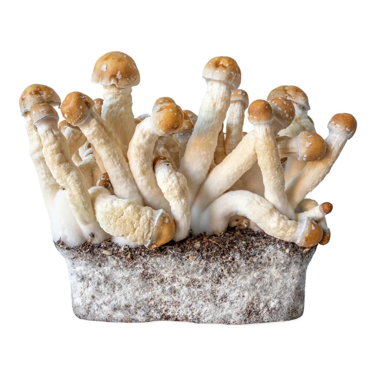 Strzykawka z żywą kulturą Penis Envy (Acid Shroomz)