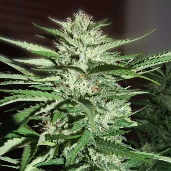 Pineapple Express