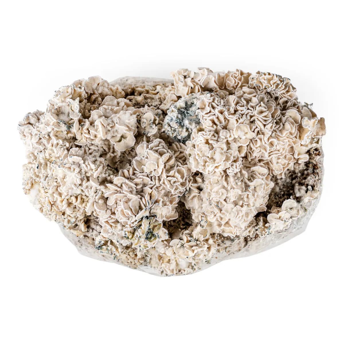 Zestaw do uprawy Ready-2-Grow 'Enigma'