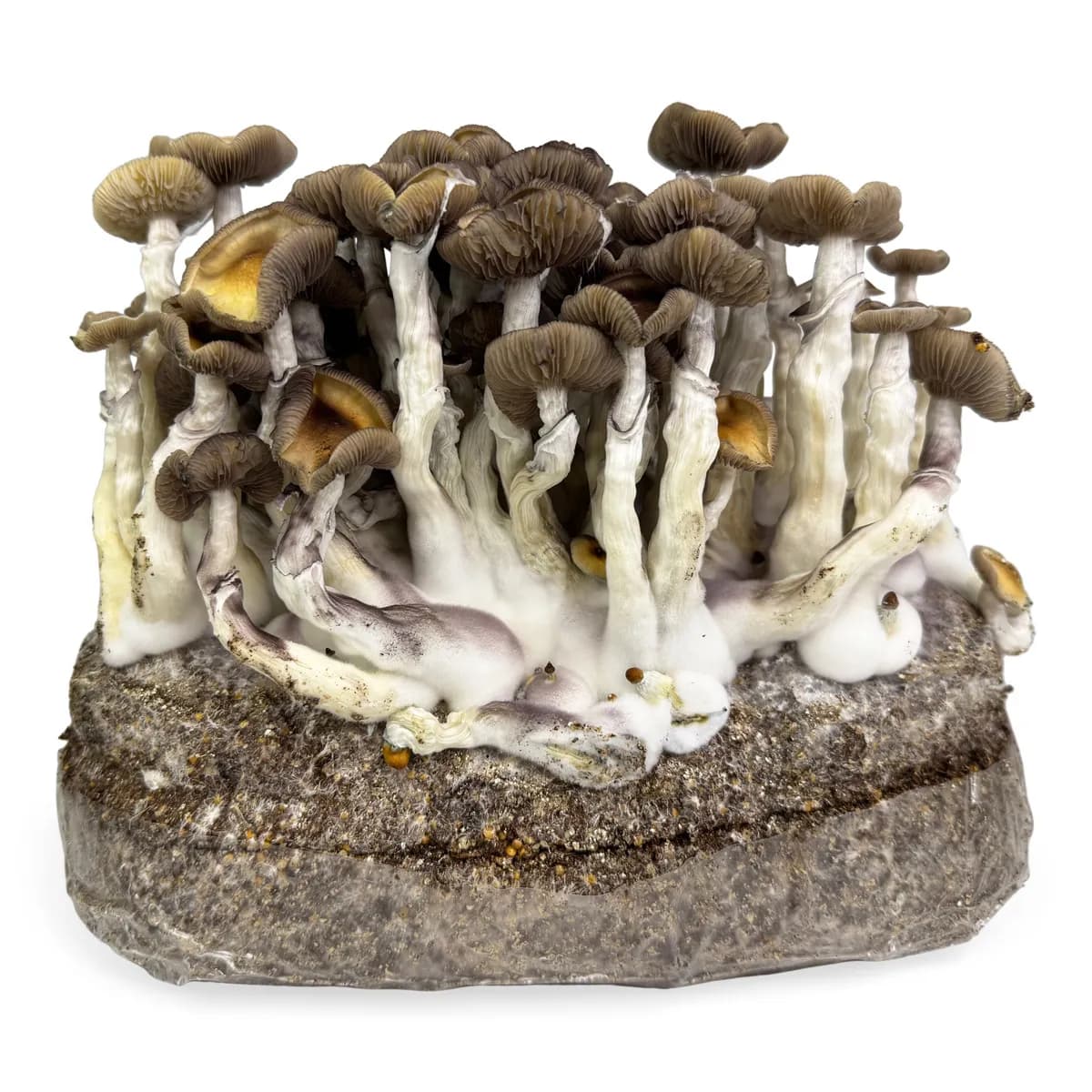 Zestaw do uprawy Ready-2-Grow 'Golden Teacher'