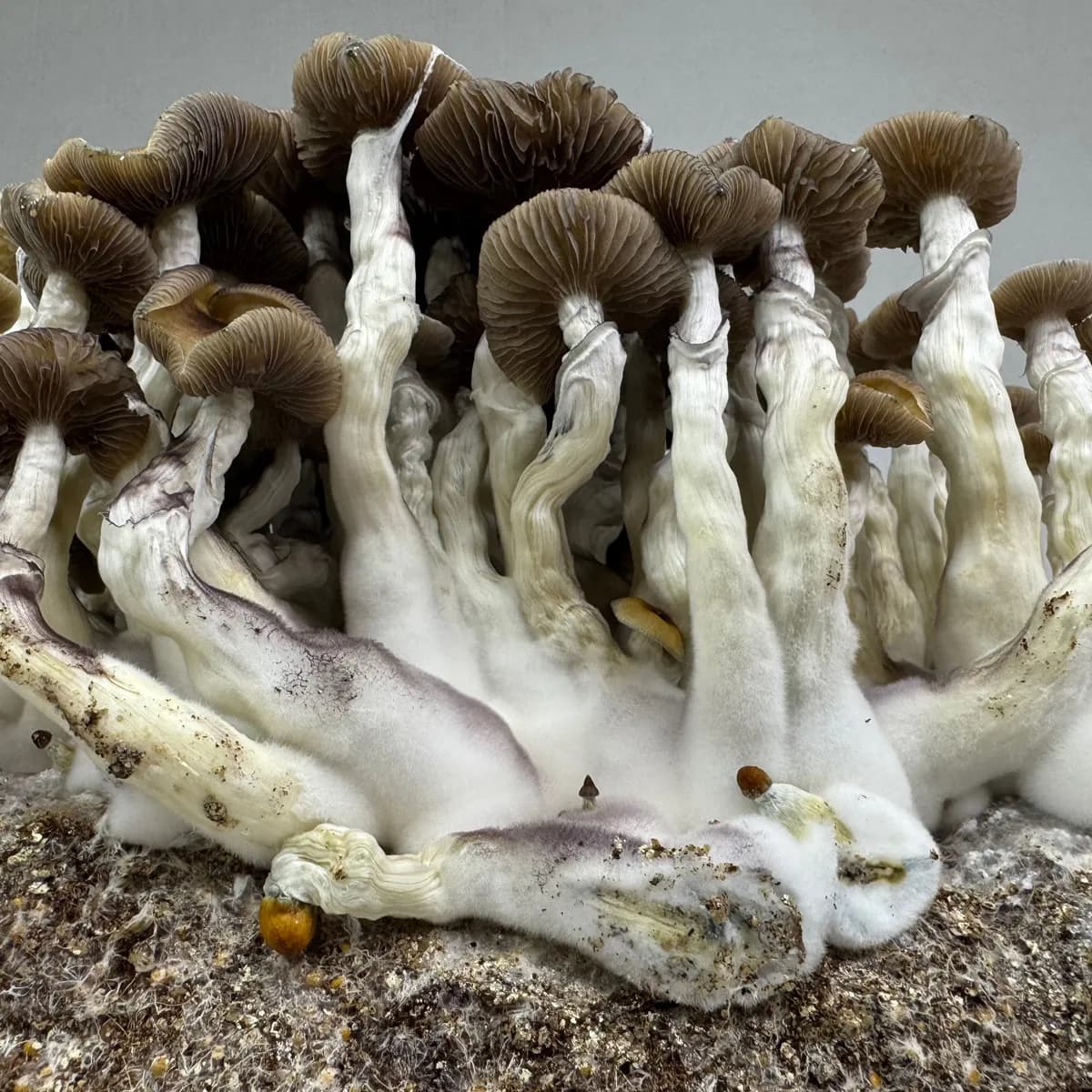 Zestaw do uprawy Ready-2-Grow 'Golden Teacher'