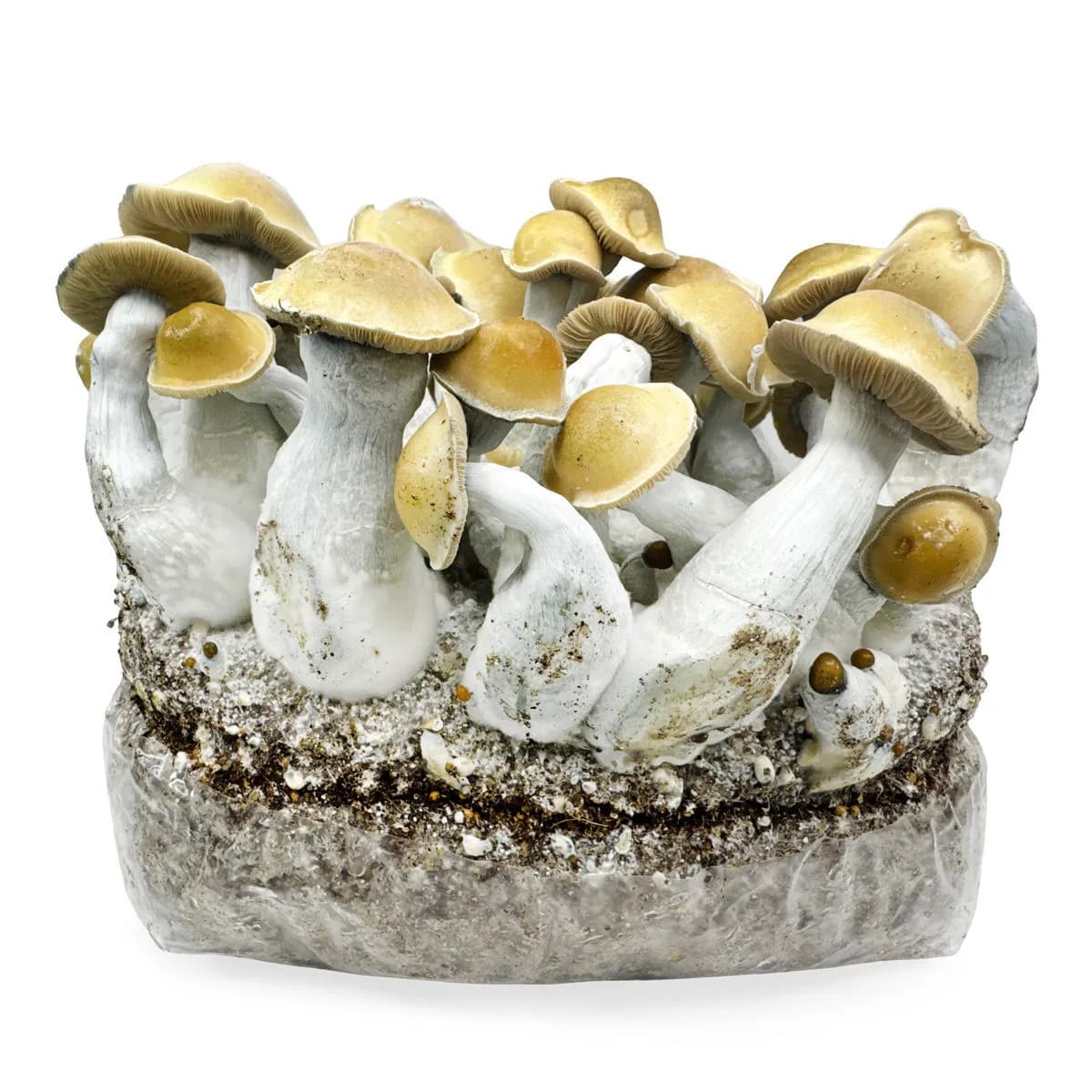 Zestaw uprawowy Ready-2-Grow 'Makilla Gorilla'